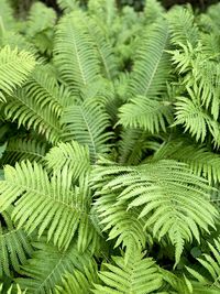 Close-up of fern leaves