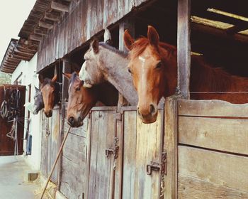 Horses in stable