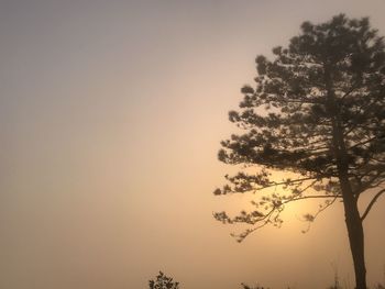 Low angle view of silhouette tree against sky during sunset