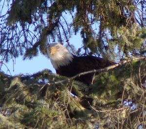 Bird perching on a tree