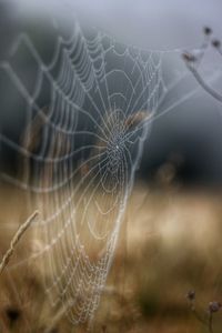 Close-up of spider web