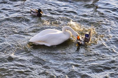 High angle view of swans swimming in lake