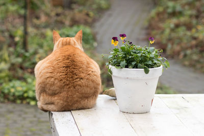 Close-up of ginger cat on potted plant