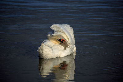 Close-up of swan swimming in lake