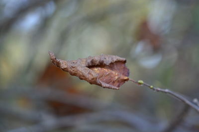 Close-up of dried leaf on twig