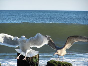 Birds flying over sea against sky