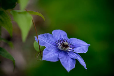 Close-up of blue flower