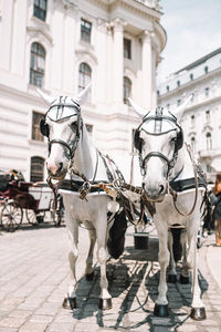 Rear view of man riding horse in city