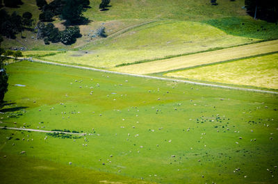 High angle view of grassy field