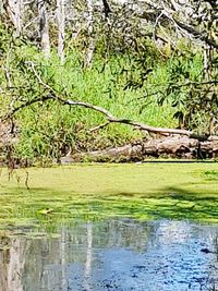 Scenic view of lake in forest