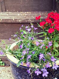Pink flowers blooming on tree