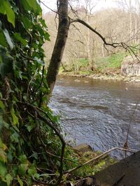 Scenic view of river with trees in background