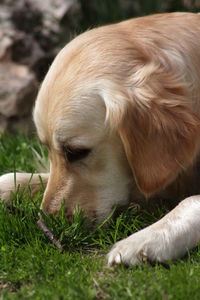 Close-up of a dog on field