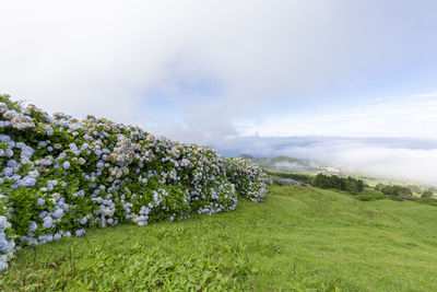 Scenic view of grassy field against sky