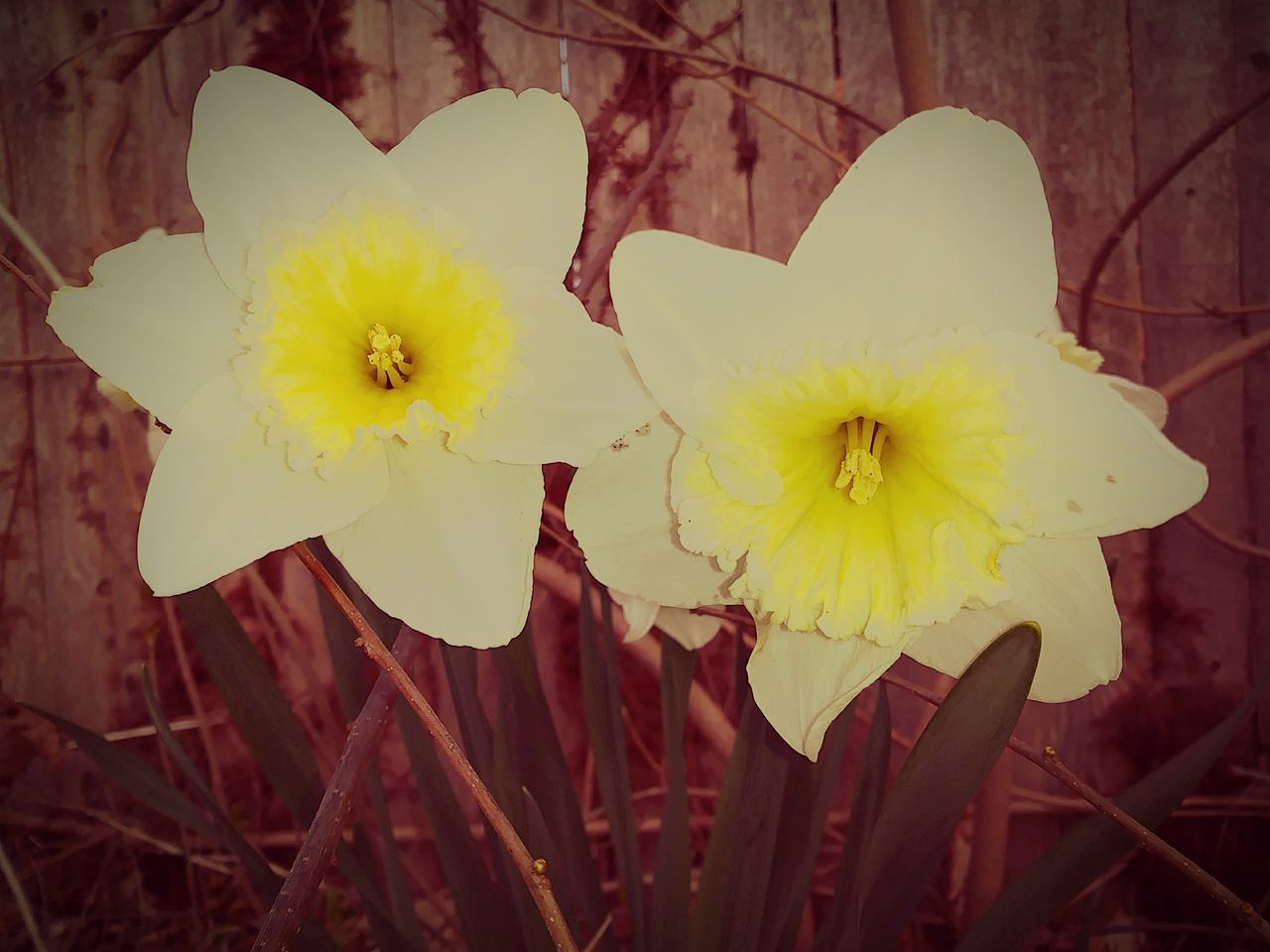 flower, yellow, petal, flower head, nature, beauty in nature, fragility, daffodil, blooming, freshness, plant, spring, outdoors, close-up, growth, no people, day