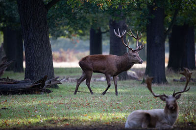 Deer in a field