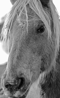 Close-up of pony looking away