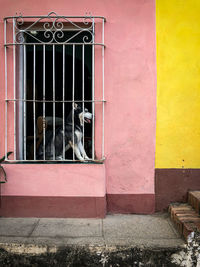 View of a dog looking through window