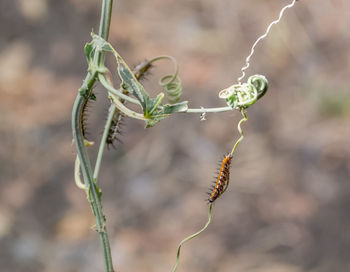 Close-up of insect on plant