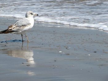 Seagull flying over the sea