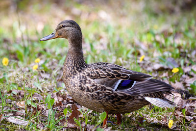 Close-up of mallard duck on field