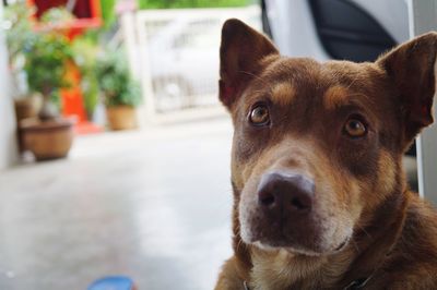 Close-up portrait of dog