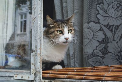 Close-up portrait of a cat