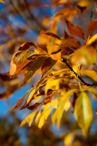Close-up of yellow flowering plant during autumn