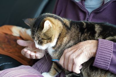 Close-up of old man's hand feeding cat