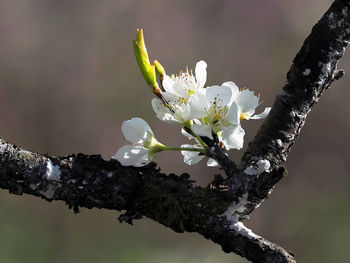 Close-up of cherry blossom tree