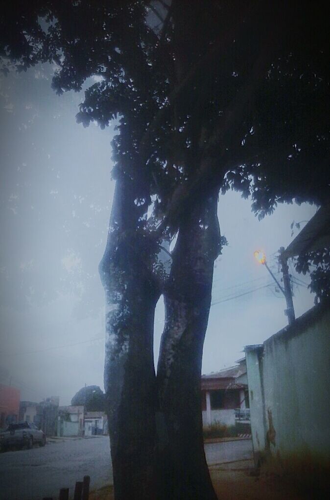 TREES IN CITY AGAINST SKY