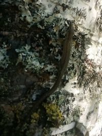 Full frame shot of tree trunk rocks