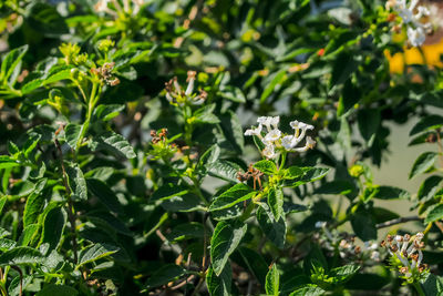 Close-up of insect on plant