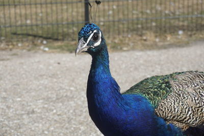 Close-up of a peacock