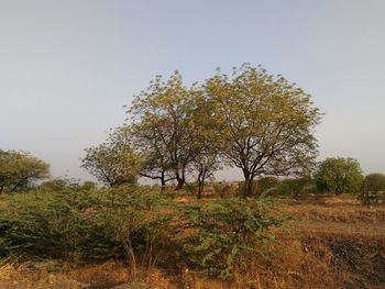 Trees growing on field against clear sky