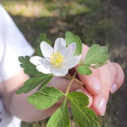 Close-up of hand holding leaves of flowering plant