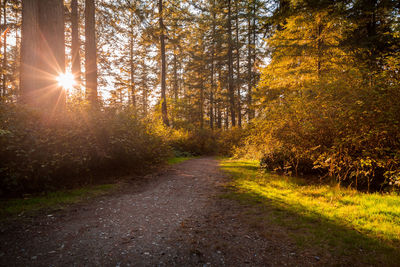 Road amidst trees in forest during autumn