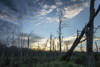 Plants growing on land against sky during sunset