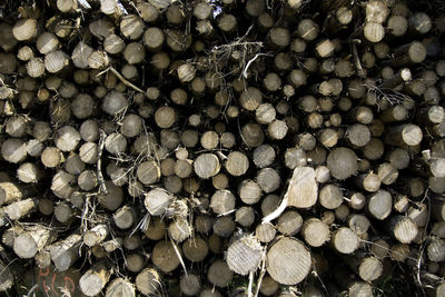 Full frame shot of logs in forest