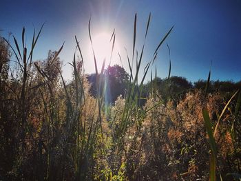 Plants growing on field against blue sky on sunny day