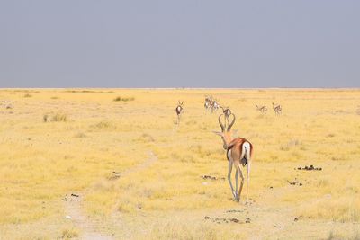 View of horse on field