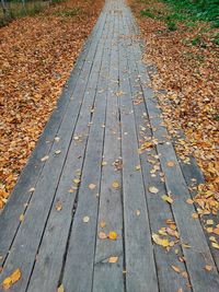 Autumn leaves on footpath