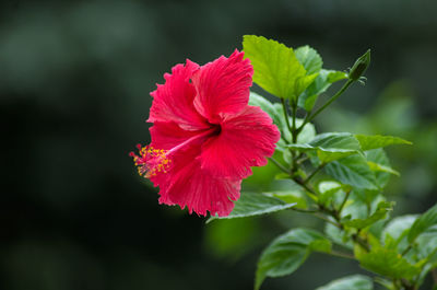 A red hibiscus flower in full bloom.