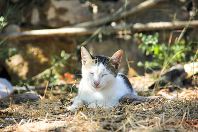 Portrait of cat sitting on grass