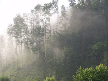 Trees in foggy weather