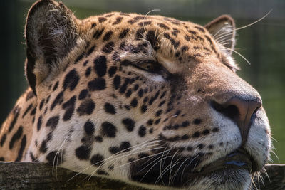 Close-up of a panther looking away