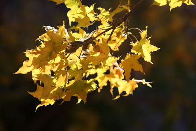 Close-up of yellow maple leaves