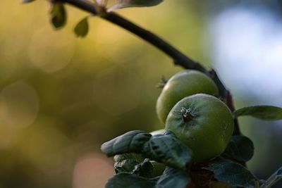 Close-up of fruits on tree