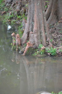 Close-up of tree trunk by stream in forest