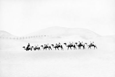 Camels in desert against clear sky